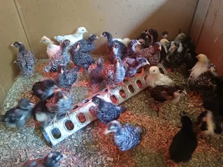 Poultry ,chickens for sale