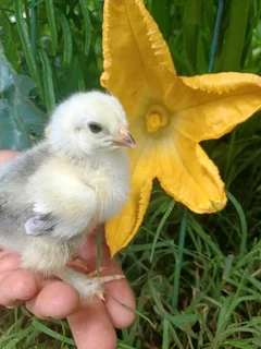 Poultry ,chickens for sale