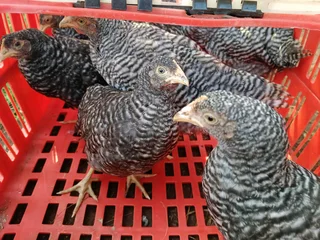 Poultry ,chickens for sale
