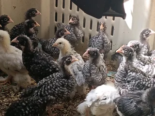 Poultry ,chickens for sale
