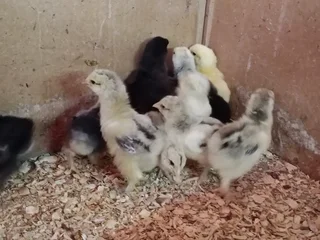 Poultry ,chickens for sale