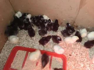 Poultry ,chickens for sale
