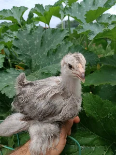 Poultry ,chickens for sale