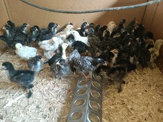 Hoenders te koop /chickens for sale