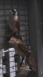 2 x male Cherry finches