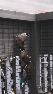 2 x male Cherry finches