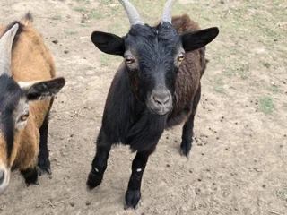 Nigerian Dwarf goat pairs available