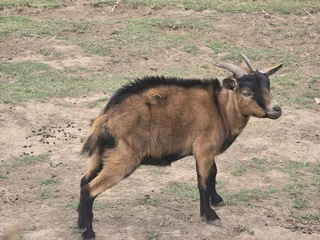 Nigerian Dwarf goat pairs available