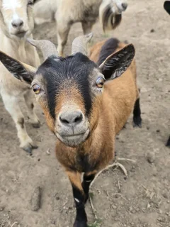 Nigerian Dwarf goat pairs available