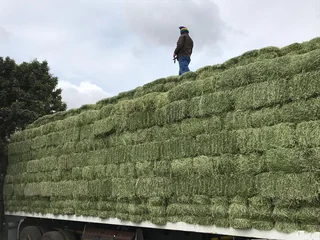 SA Feed Solutions - Suppliers of premium bales of animal feeds.