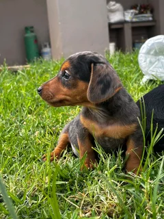 Dapple Dorkie female puppy