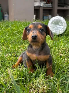 Dapple Dorkie female puppy
