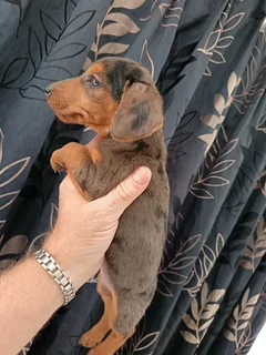 Dapple Dorkie female puppy