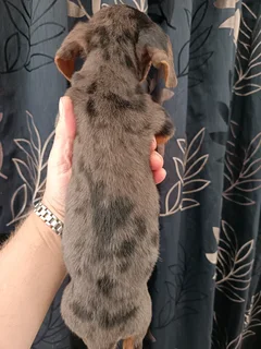 Dapple Dorkie female puppy