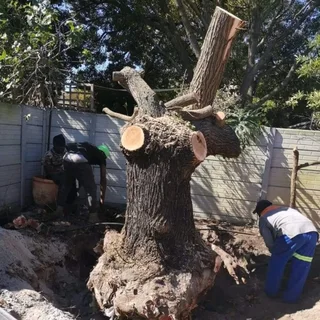 Tree Felling &amp; Rubble Removal