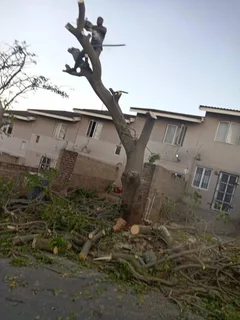Tree Felling Durban