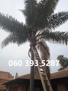Tree Felling Durban