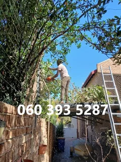 Tree Felling Durban