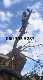 Tree Felling Durban