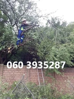 Tree Felling Durban