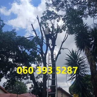 Tree Felling Durban