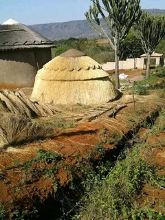 Thatch houses 0736009450
