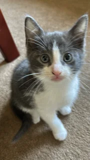 Pure black /Black/ white kittens