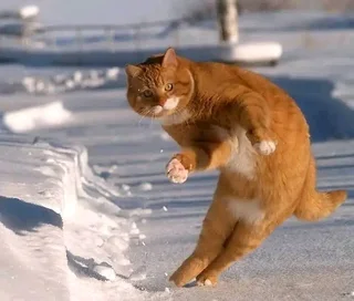  Zulu ↔ English Translation Services