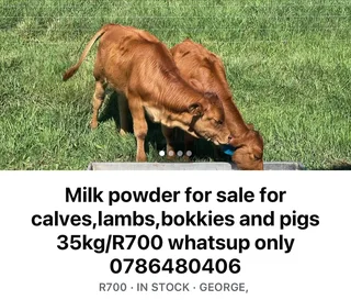 Melkpoeier Te Koop (milkpowder)
