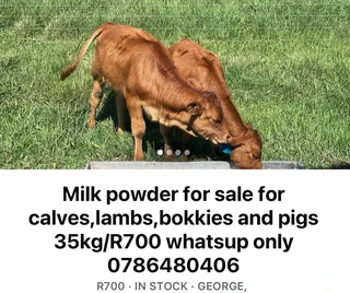 Melkpoeier Te koop. Vir kalfies,skape,bokkies en varke
