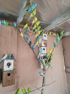 Pets - Ad posted by Marshall Govender