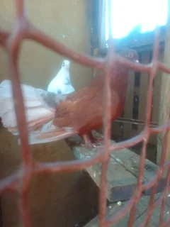 3 Fantails and 2 homers