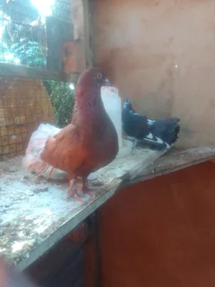 R300 fantail pigeons