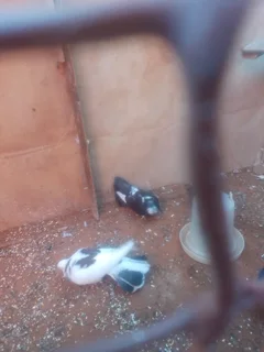 R300 fantail pigeons