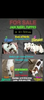 Jack Russel puppies R1500ea