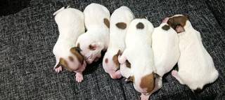 Jack Russel puppies R1500ea