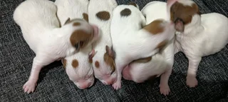 Jack Russel puppies R1500ea