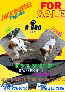 Jack Russel puppies