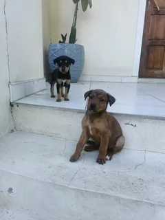 beautiful puppy for sale