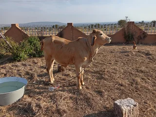 A cow for sale cheap it a young bull