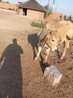 A cow for sale cheap it a young bull