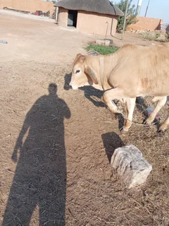 A cow for sale cheap it a young bull