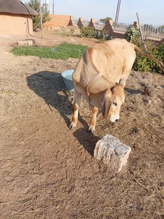 A cow for sale cheap it a young bull