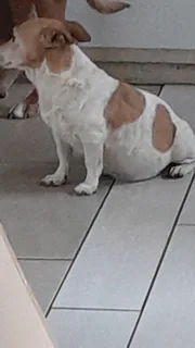 Need help for my Jack Russel