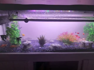 4ft fish tank with stand and 20 fish 1 shark for sale