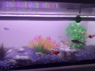 4ft fish tank with stand and 20 fish 1 shark for sale