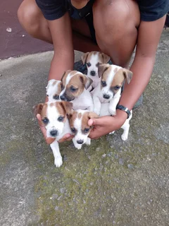 Jack Russell puppies