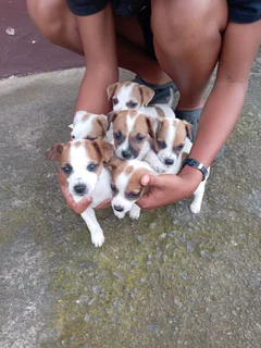 Pure bred Jack Russell pups