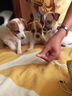 Pure bred Jack Russell pups