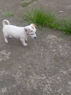 Jack Russell pup